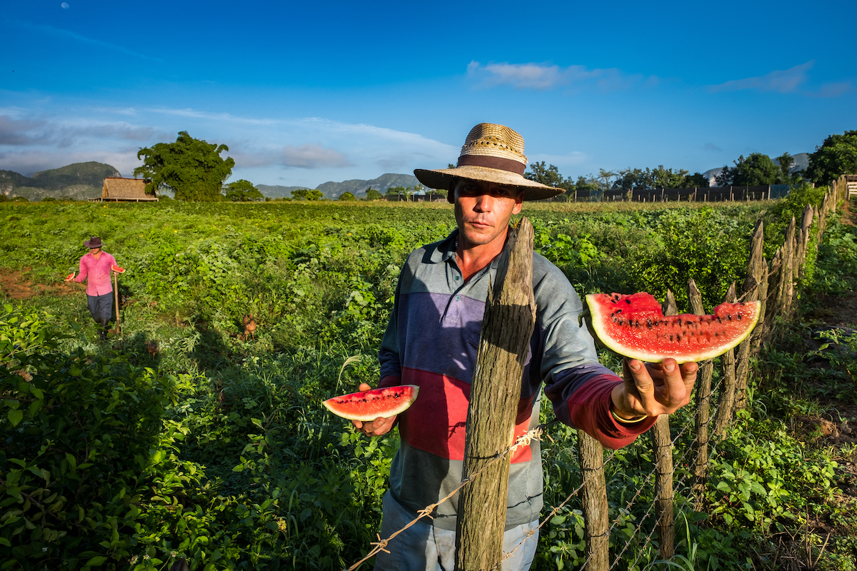 Michael Chinnici Vanishing Cuba - sweet watermelon