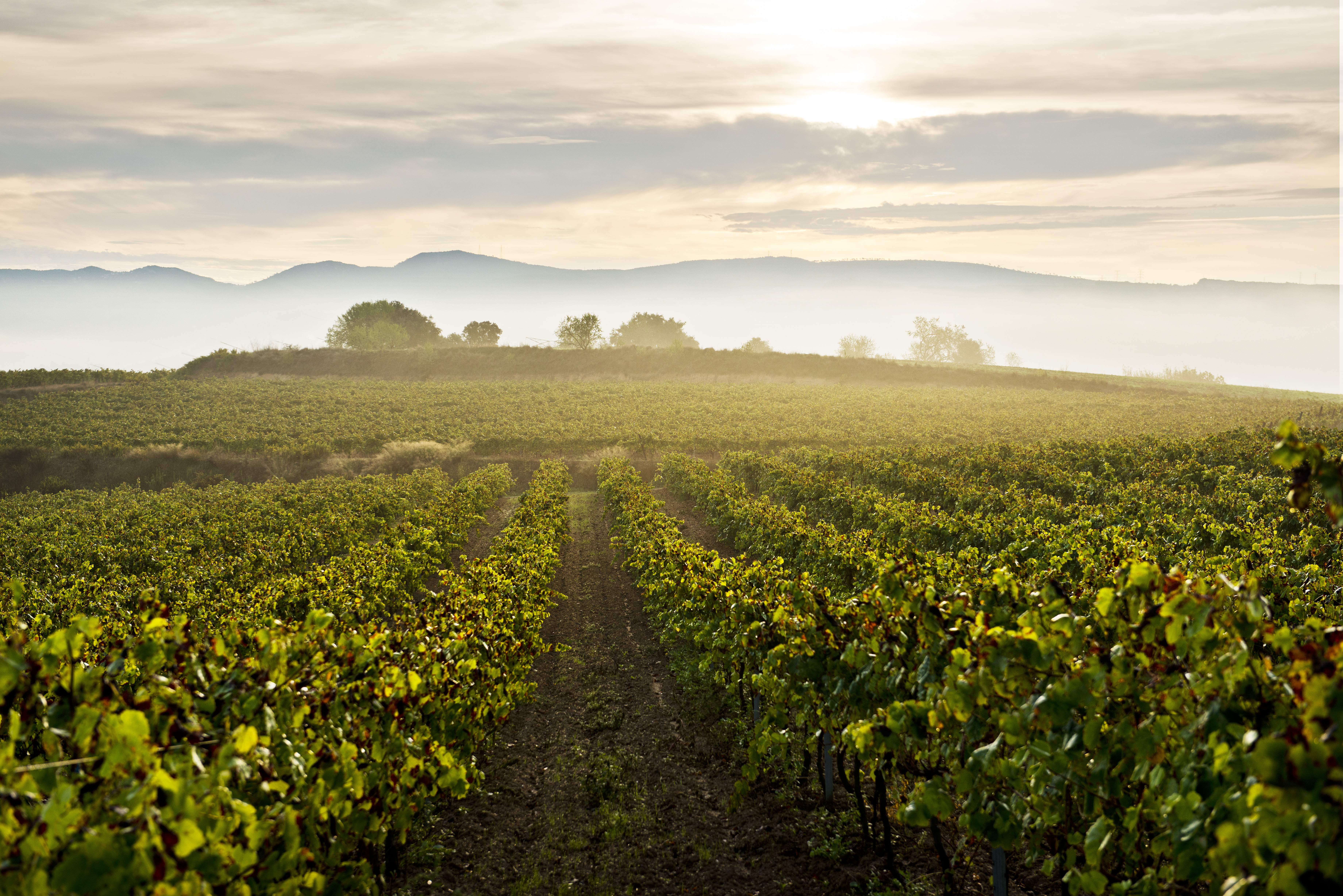 Best Cava in Spain - gramona