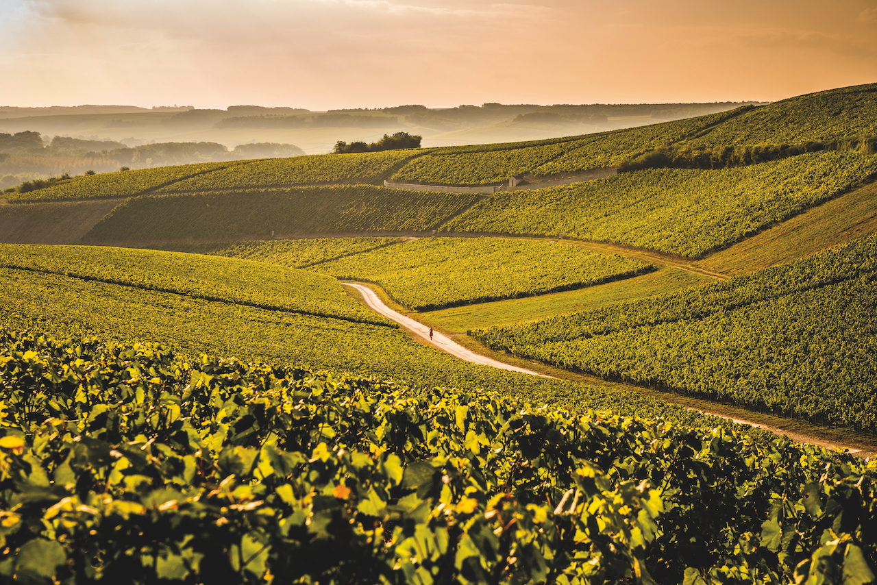 Burgundy Vineyards - La Chablisienne 