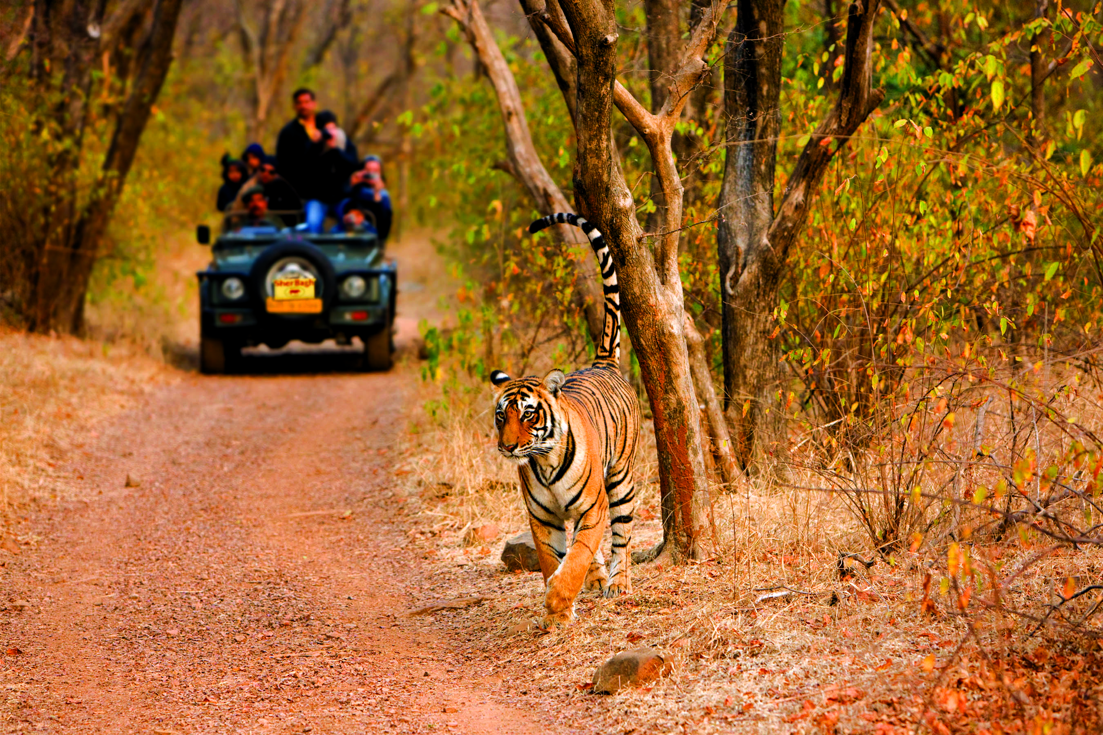 Family Travel Destinations - tracking tigers