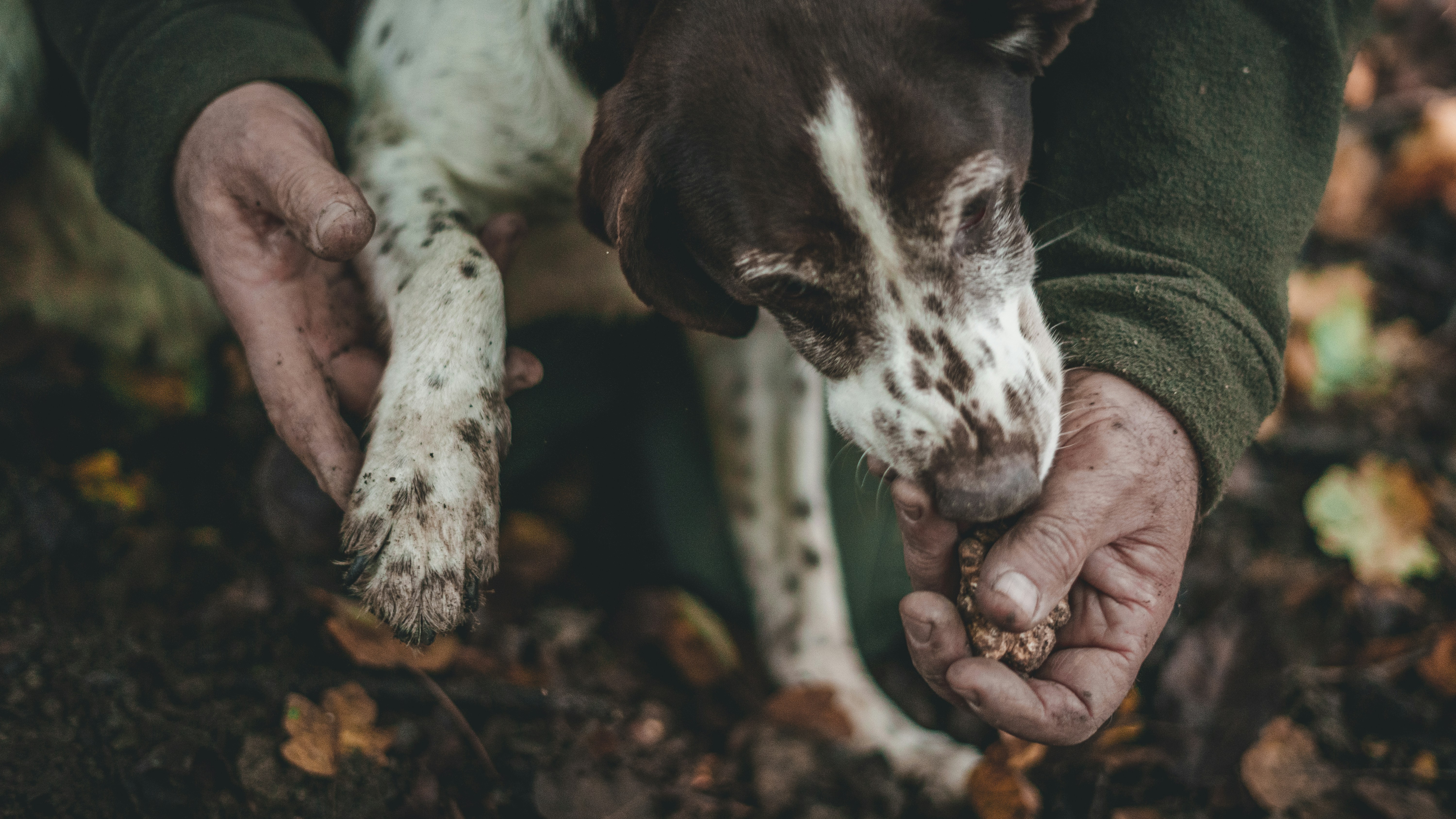 Truffle Hunting in Europe - sniffer dog